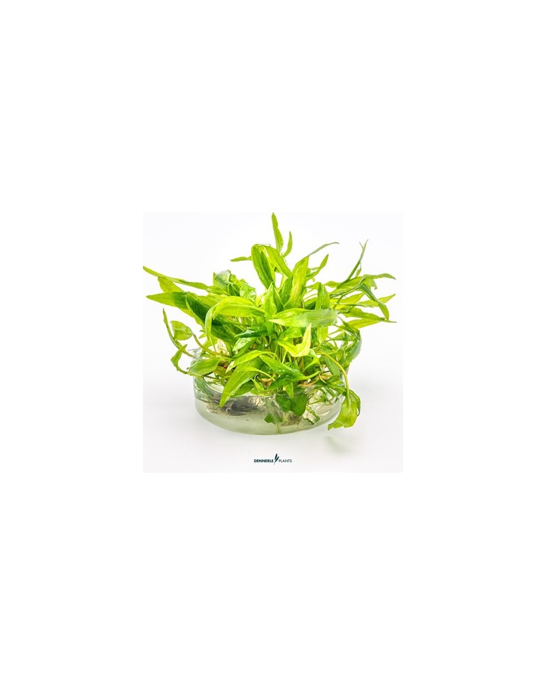 Cryptocoryne wendtii ´Broad Leaf´  - Plant It!